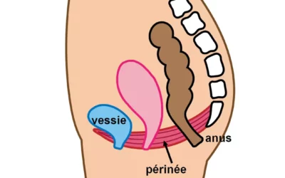 Le périnée, un atout largement sous-estimé pour atteindre l’orgasme